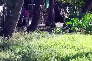PHILIPPINES FIGHTING COCKS 2