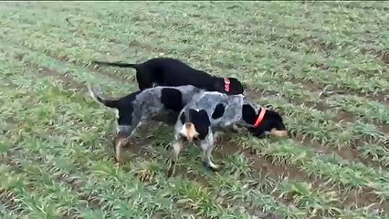 Basset Bleu de Gascogne dans la voie du Lièvre