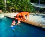 Dog thinks his owner is drowning and tries to rescue - So sweet