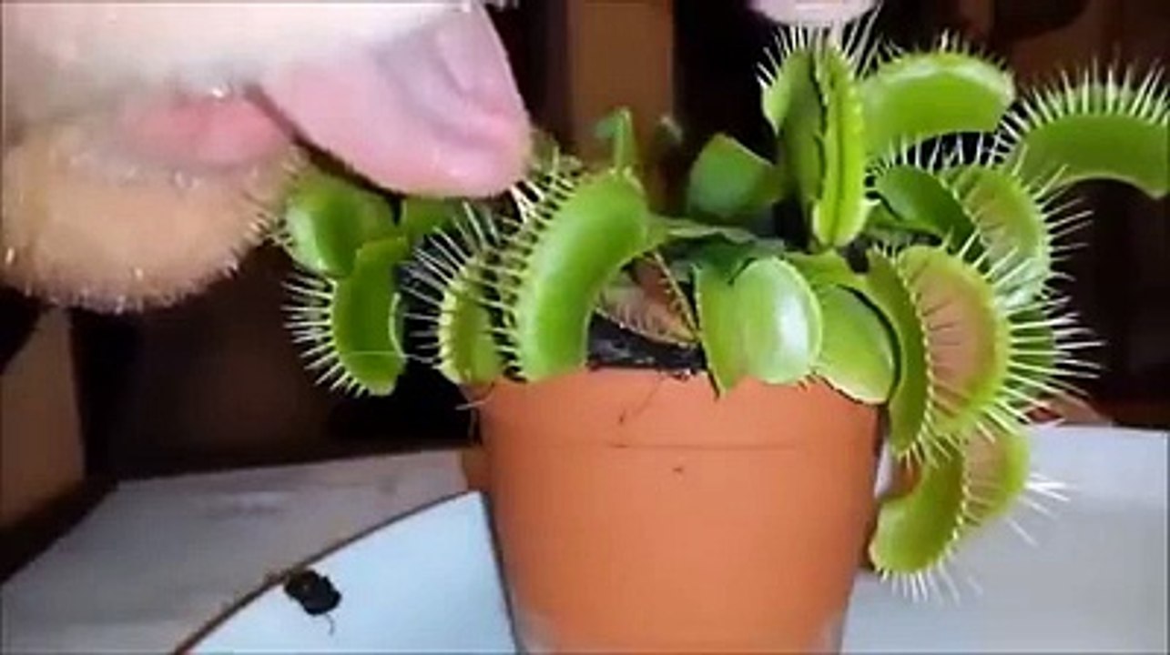 il met sa langue dans une plante carnivore