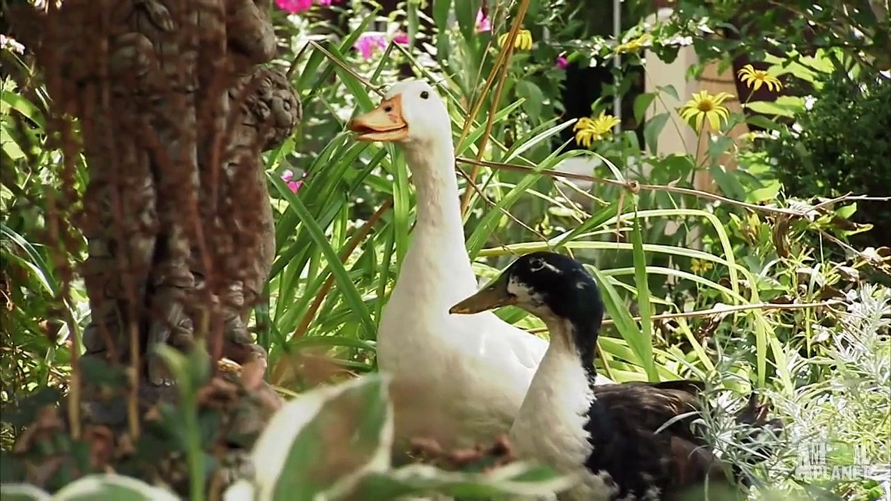 Wild Goose Chase _ Too Cute!