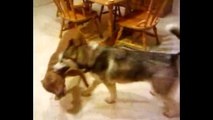 Siberian Husky VS Pit Bull Play Fighting (Shadow Vs Harley) MMA Dogs