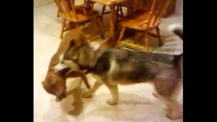 Siberian Husky VS Pit Bull Play Fighting (Shadow Vs Harley) MMA Dogs