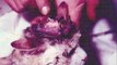 Animal Experiments, a MORI Opinion Poll & Medical Research