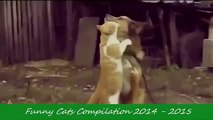 Funny Videos - Funny Cats - Funny Pranks - Funny Animals Videos - Funny Dogs 2015
