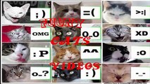 Funny Videos   Funny Cats   Funny Pranks   Funny Animals Videos   Videos Engraçados 2016
