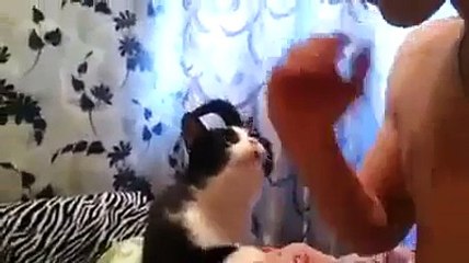 The most lovely Cat in the World