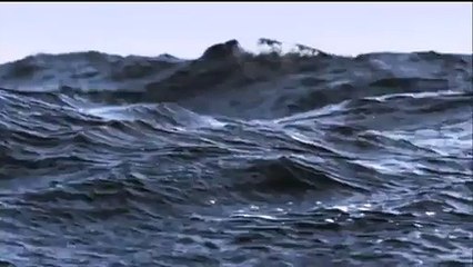 Flying Fish In UK -
