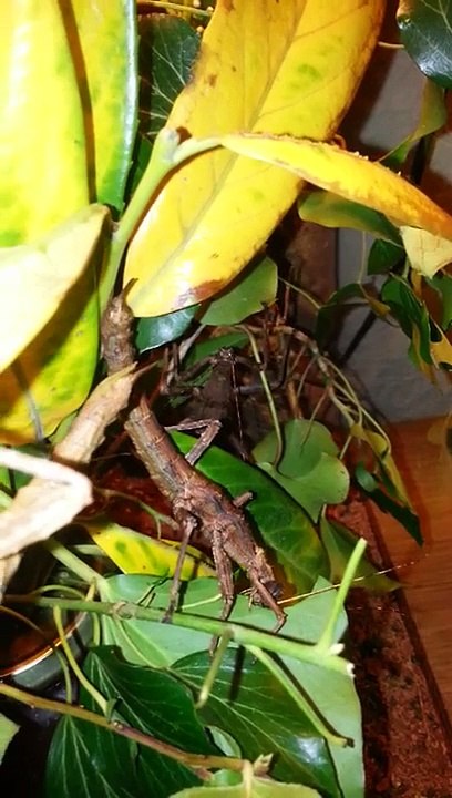 GELUID AAN: Mijn PSG255 Wandelende tak aan het knagen !