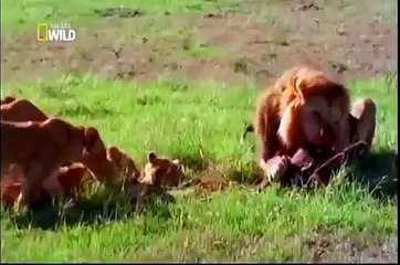 Documentário "Ataque Animal (LEÃO)" -National Geographic Completo e Dublado