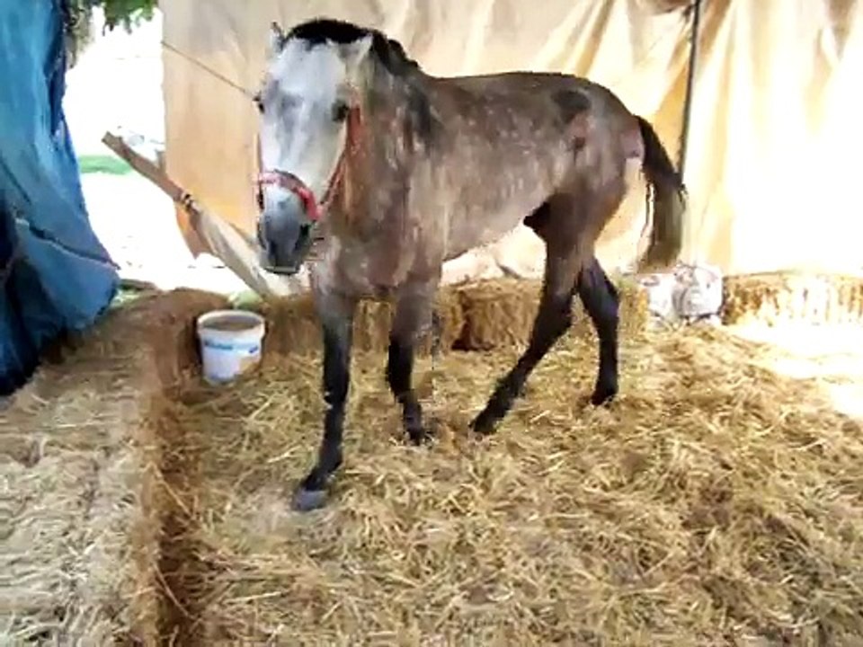 Virus del nilo occidental.Este es Chambao despues de estar tumbado 15 días.Gracias Antonio!!!