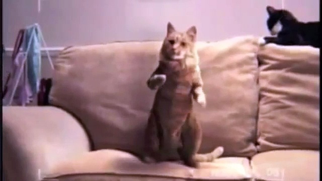 Cats Dancing Salsa