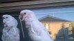 Jake the Goffins Cockatoo & the Popsicle Stick