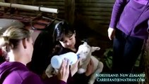 Feeding baby Lambs in Northland, New Zealand: Lambs = baby sheep