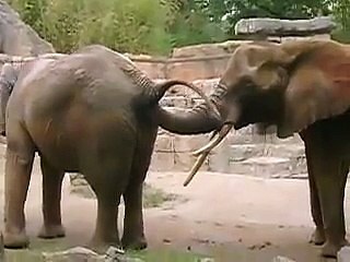 poo eating elephant