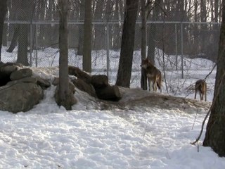 Red Wolves Pack Greeting