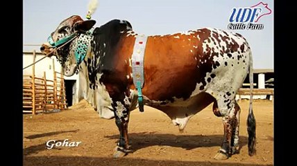 Gohar (UDF Cattle Farm)