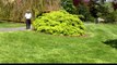 Best Trees for Small Garden Spaces - Japanese Maples