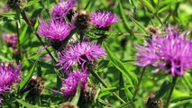 The Donkey Sanctuary - Wildflower Meadows