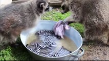 Еноты Маша и Артём стирают (Russian raccoons wash)