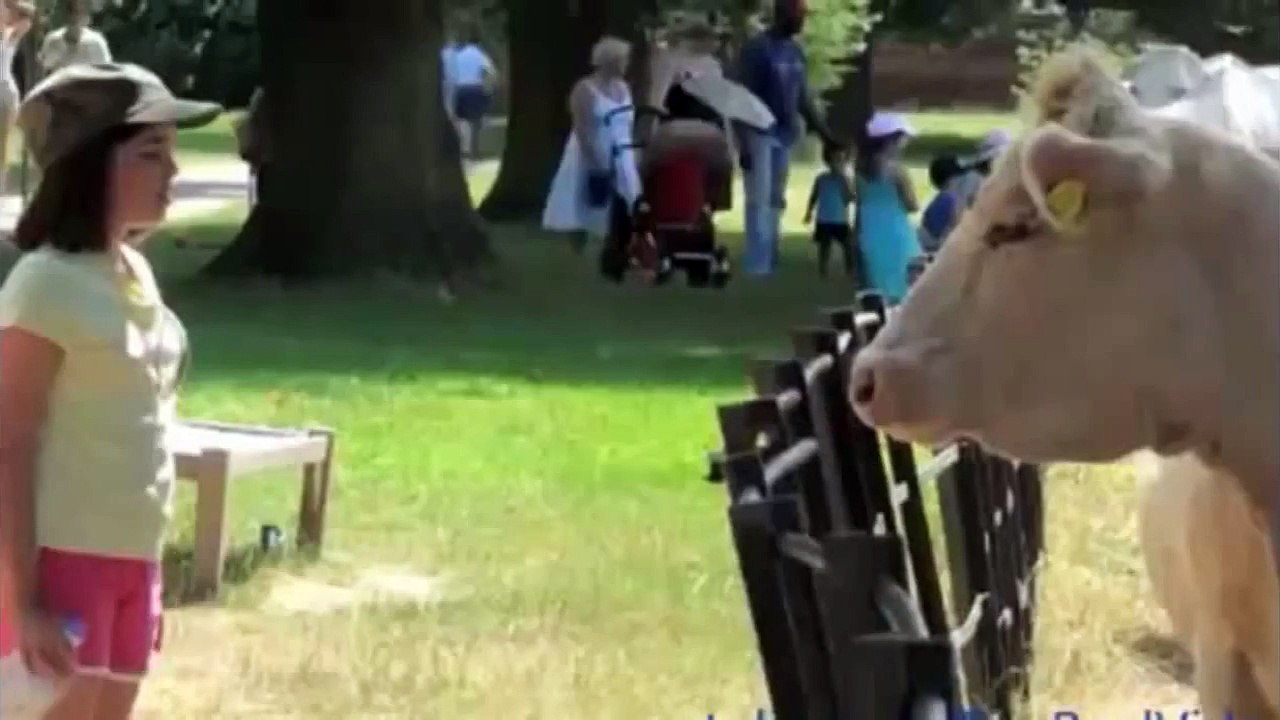 Animal Attack Human Funny Compilation