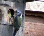 blue tit feeding and leaving nest box