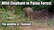 Wild Elephants on the way to Palau Waterfall