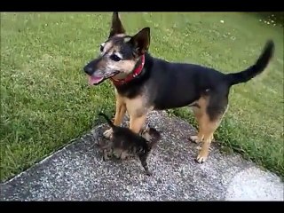 Peggy la chienne joue avec deux chatons adoptés