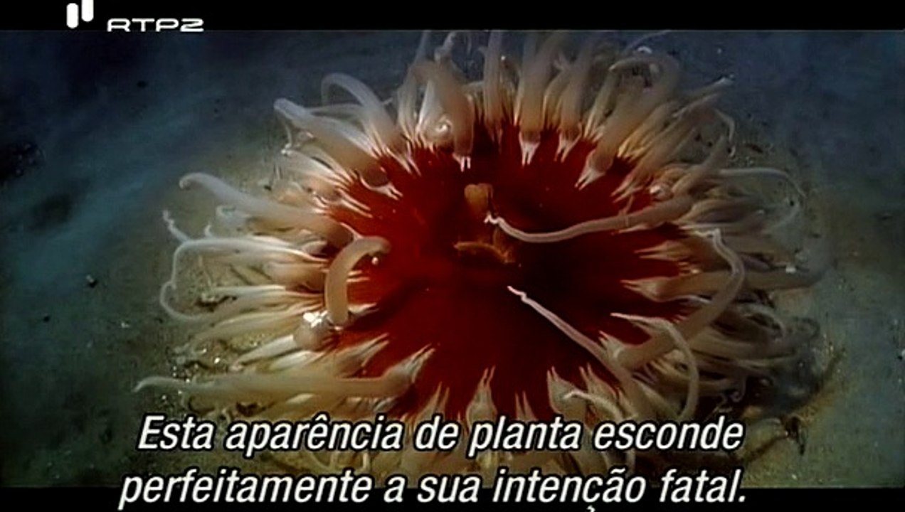 A Evolução da Vida - A Vida em Movimento - Life On The Move - RTP2