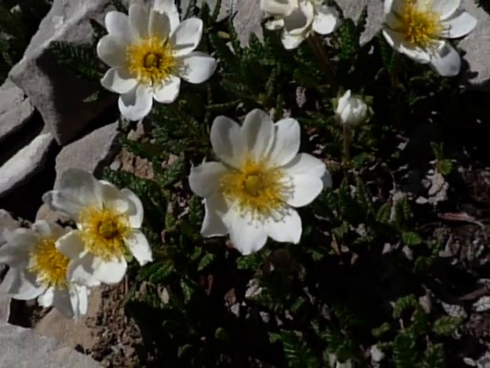 Renoncule alpestre