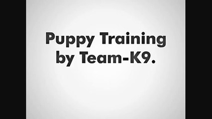 Hire TEAM-K9 For Best Puppy Training at Mississauga