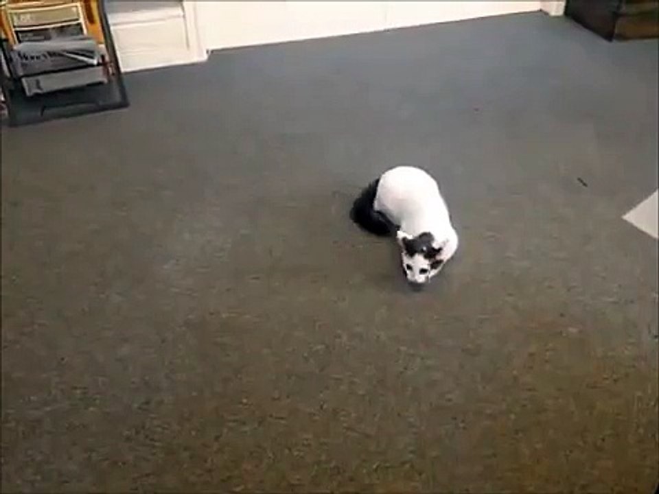 Breakdancing Cat