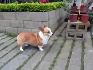 柯基犬肥屁沒法兒跟鵝先生們成為好朋友(Welsh Corgi Febby is scared of geese)