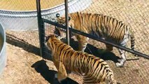 Tigers angry wild animal sanctuary in Andharo Why did