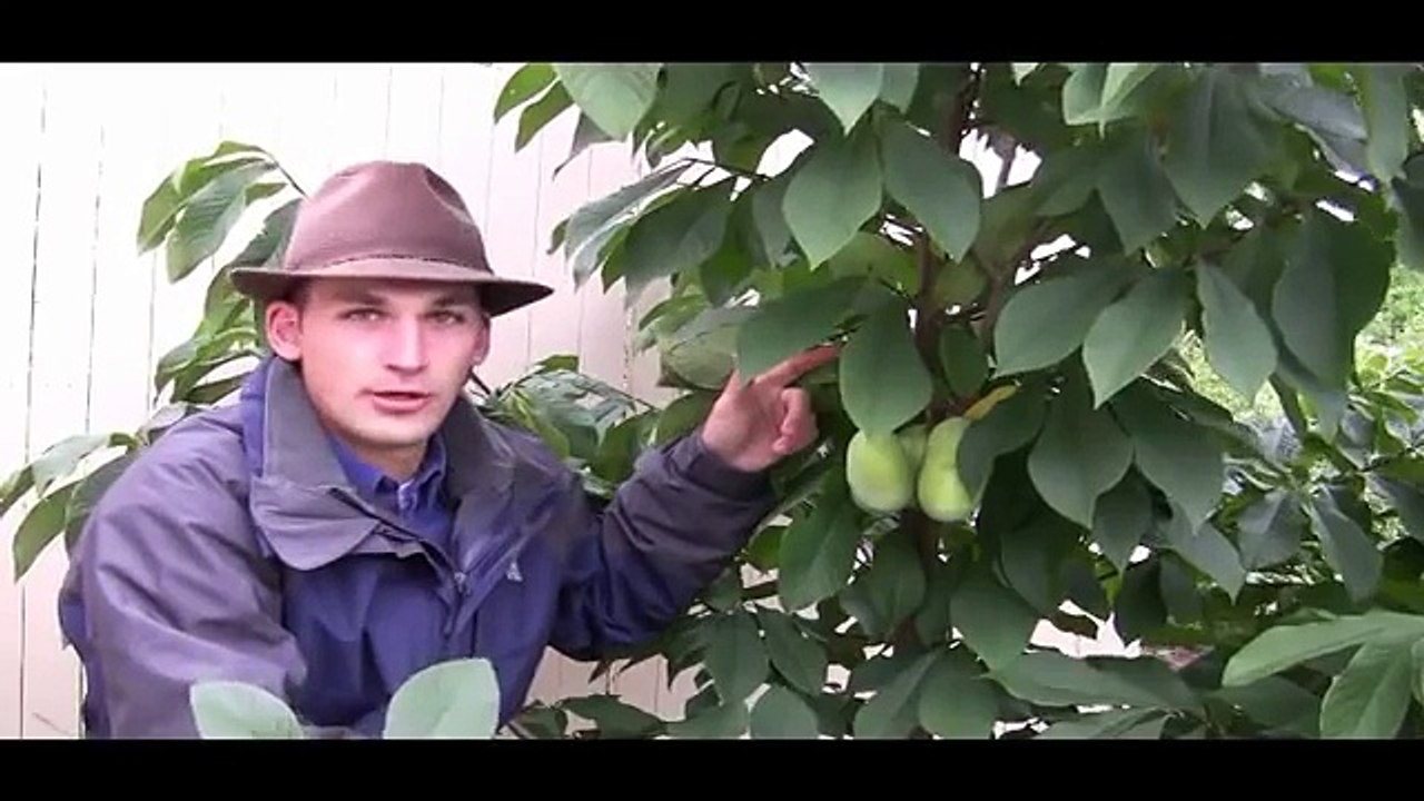 When to Pick Pawpaw Fruit Video