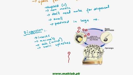 FSc Biology Book1, CH 8, LEC 4; Reproduction in Fungi