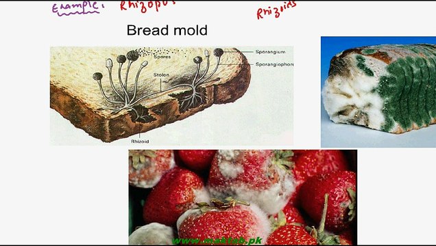 FSc Biology Book1, CH 8, LEC 5; Classification of Fungi - Zygomycota and Ascomycota
