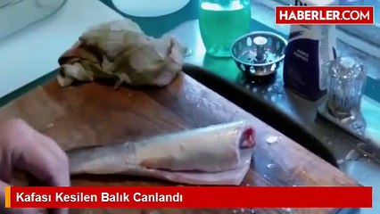Kafası Kesilen Balık Canlandı