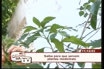 Saiba para que servem plantas medicinais