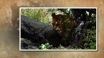 Lions Eating Baboons -  Africa's Monkey Eating Lions