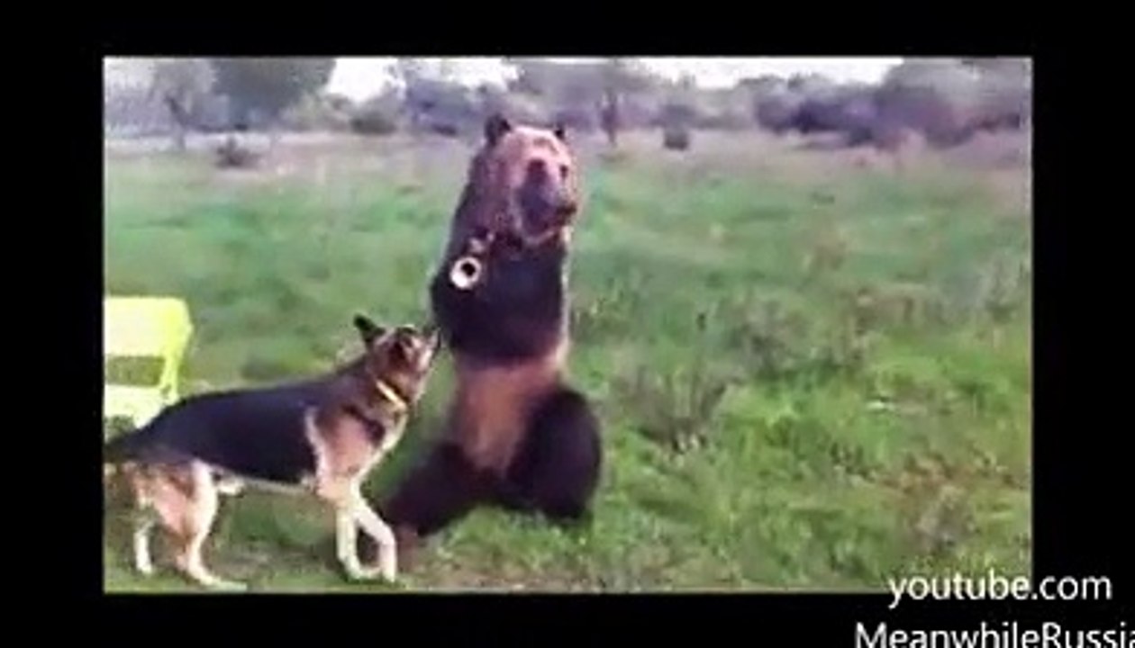 Russian Bear Shows Off His Amazing Tricks