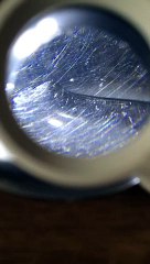 Что это ползает в ложке рядом с каплей воды?