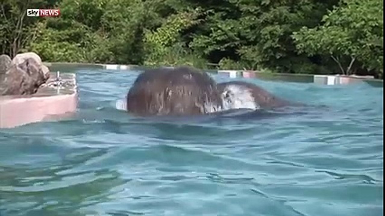 Une piscine dans un zoo japonais pour voir les animaux nager