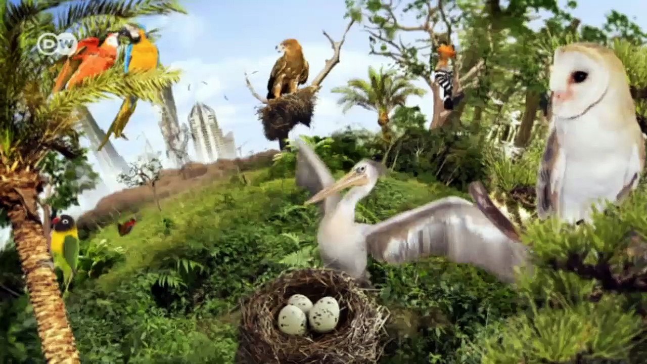 Schutz für Argentiniens Pampa | Global 3000