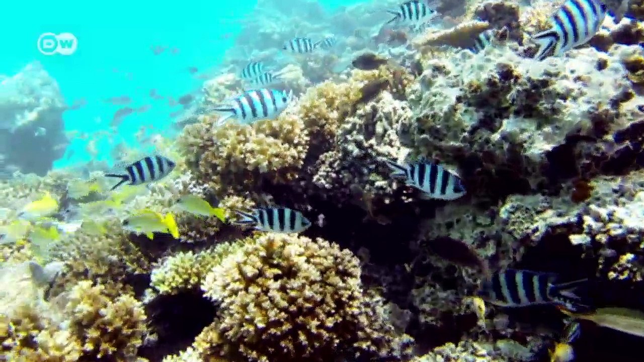 Eine Tauchlehrerin auf Fischi | Global 3000 - Fragebogen