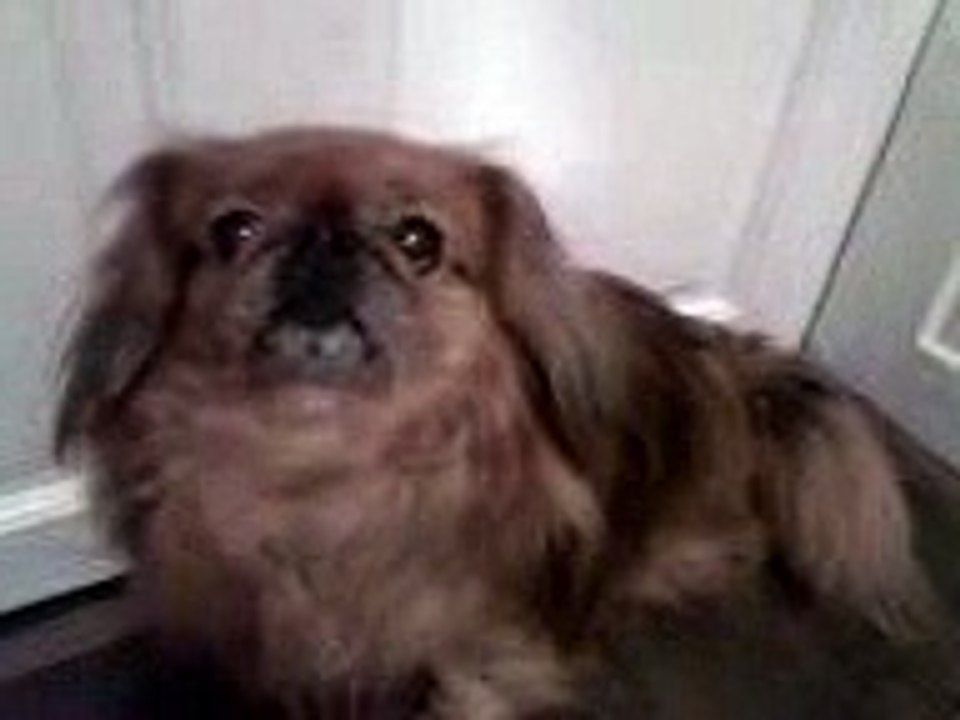 My pekingese getting angry