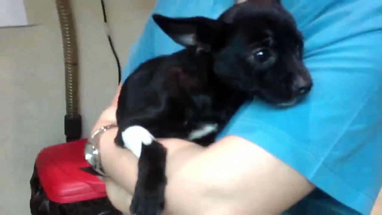 Hada abused chihuahua with 15 broken bones