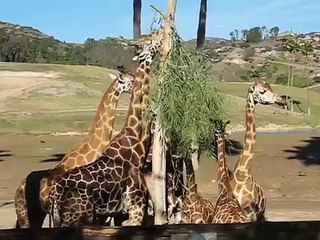Giraffes at Wild Animal Park