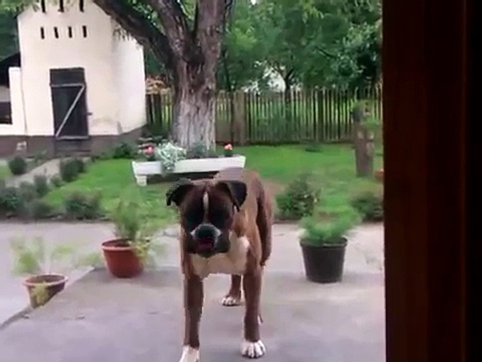 German boxer-funny