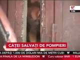 Căţei salvaţi de pompieri la Constanţa